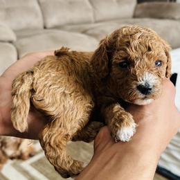 Blue Boy 1 - Red  Poodle puppy in Greensoboro, North Carolina from Jeter's Pick of the Litter