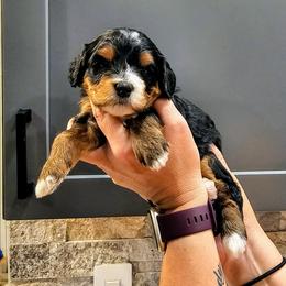 Penny - Tri-color female Bernedoodle puppy in Forest, Ohio from Mini Doodle Buddies
