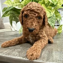 Dark blue - Red  male Goldendoodle puppy in Bakersfield, California from Lavish Doodles