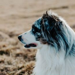 SOLLY - Miniature Australian Shepherd