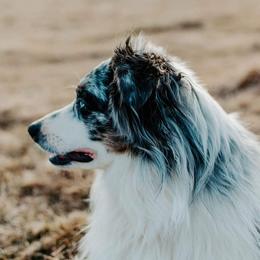 SOLLY - Miniature Australian Shepherd