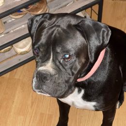 Remmy - Boxer