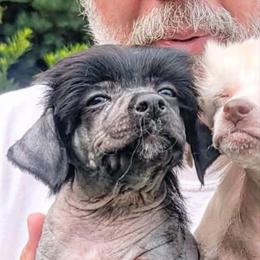 DaoDog Richard The Lion heart - Black male Chinese Crested puppy in Highland Park, Michigan from Family Kennel Dao Dog