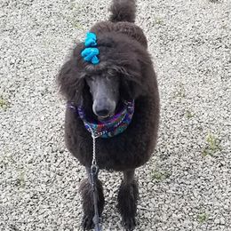 Poodles from Karesque Standard Poodles