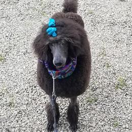Poodles from Karesque Standard Poodles
