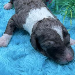 Katie - Blue merle female Sheepadoodle puppy in Willacoochee, Georgia from Kitandkboodle's Doodles