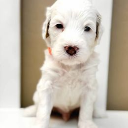 Salty - Parti male Goldendoodle puppy in Peoria, Arizona from Cactus Doods