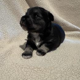 Nick - Salt and pepper male Miniature Schnauzer puppy in Crestview, Florida from 850Schnauzers