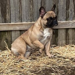 French Bulldog and Neapolitan Mastiff All Grown Up from Unique Uprisings