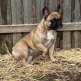 French Bulldog and Neapolitan Mastiff All Grown Up from Unique Uprisings