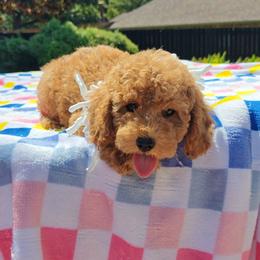Levi - Red male Cavapoo puppy in Dallas, Texas from Halo's Heroes Doodles