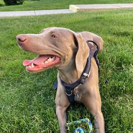 Greta - Weimaraner