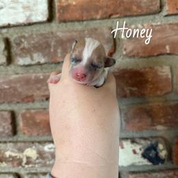 Honey - Sable merle and white female American Corgi puppy in Anderson, California from Flying K Corgis