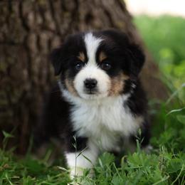 Simon - Black tri male Miniature American Shepherd puppy in Duncan, Oklahoma from Sovereign Miniature American Shepherds