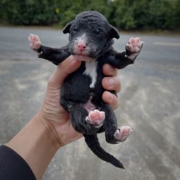 Poodle Puppies from Fluffy Doodle Farms