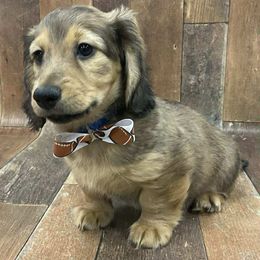 Dachshund Puppies from Brittany Barks