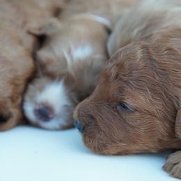 Goldendoodle Puppies from Henriquez Puppies