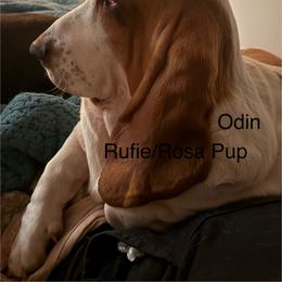 Odin - Basset Hound