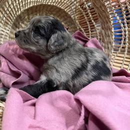 Red - Merle female Golden Aussiedoodle puppy in Chino Valley, Arizona from AZ Stickerdoodles