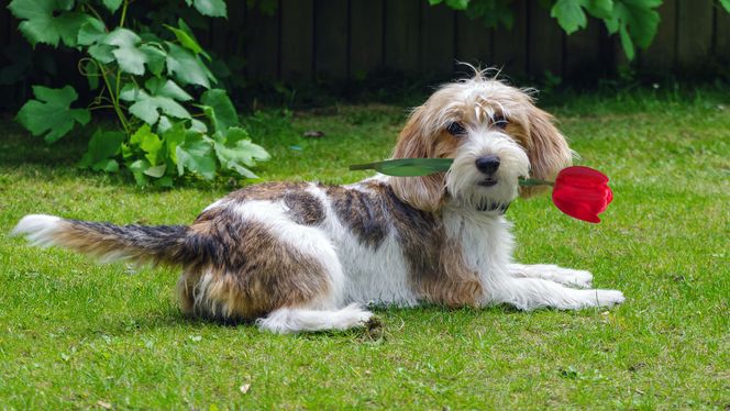 Petit Basset Griffon Vendéen