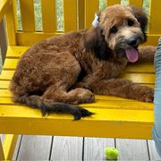 Bordoodle and Poodle All Grown Up from Poo's Doo's & Inu's
