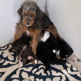 Clamity Jane - Aussiedoodle