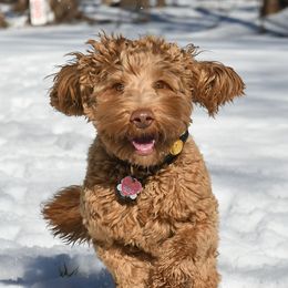 Outlander - Australian Labradoodle
