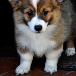 Pembroke Welsh Corgi Puppies from Fawn Ridge Farm