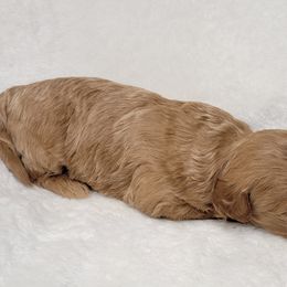 Goldendoodle Puppies from Lake Village Doodles
