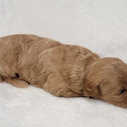 Goldendoodle Puppies from Lake Village Doodles