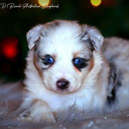 Eustace - Blue merle female Australian Shepherd puppy in Pima, Arizona from Lazy D Ranch Australian Shepherds