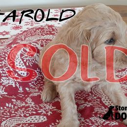 Harold - Goldendoodle puppy in Elkton, Virginia from Stoney Creek Doodles