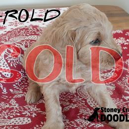 Harold - Goldendoodle puppy in Elkton, Virginia from Stoney Creek Doodles