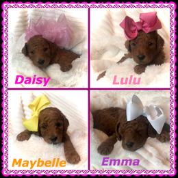 Poodle Puppies from Prissy Pants Poodles LLC