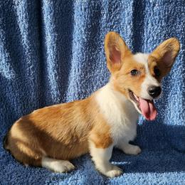 Madame Morrible - Red female Pembroke Welsh Corgi puppy in Castle Rock, Washington from Heckman Corgis