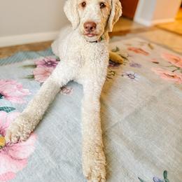 Domino - Parti male Goldendoodle puppy in Montgomery, Texas from Dacus Doodles