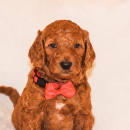 Goldendoodle Puppies from Celebrity Doodles DFW