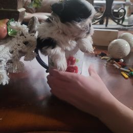 Girl 1 - Shih Tzu puppy in Ontario, Oregon from Keeper of the Stars