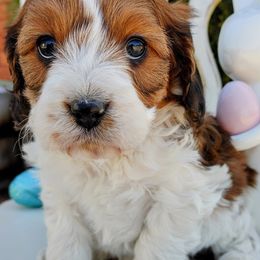 Cavalier King Charles Spaniels and Cavapoos from Cupcake Cavaliers and Cavapoos