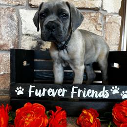 Black collar - Gray and fawn male Cane Corso puppy in Tucson, Arizona from Cane Corso Friends