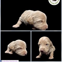 Isabella based ee Red Dapple - Red male Dachshund puppy in Tecumseh, Oklahoma from Little Bitty Dachshunds