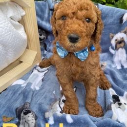 Aussiedoodles, Bernedoodles, Golden Aussiedoodles, Goldendoodles, Poodles, Soft Coated Wheaten Terriers, and Whoodles from Ruby Lane Doodles