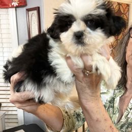 Lennox - Black and white male Shih Tzu puppy in Tallahassee, Florida from Bows and Bow Ties