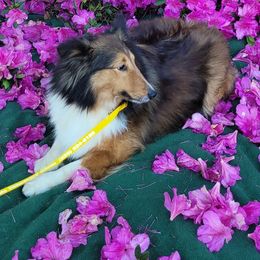 Star - Shetland Sheepdog