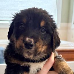Snickers - male Golden Mountain Dog puppy in Seville, Ohio from Retriever Ranch