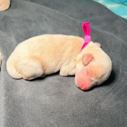 Pink - Champagne female Maltipoo puppy in Clarksville, Tennessee from Bee Mine Maltipoos and Pomeranians
