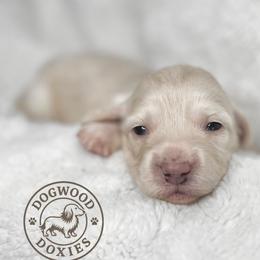 Peach - Cream female Dachshund puppy in Monroe, North Carolina from Dogwood Doxies