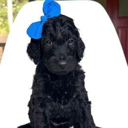 Dryad - Black female Goldendoodle puppy in Mount Pleasant, Tennessee from Doodle My Heart