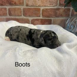 Boots - female Golden Mountain Doodle puppy in Powell, Wyoming from Doodles of Joy