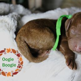 Oogie Boogie (green) - Red  male Goldendoodle puppy in Atchison, Kansas from Gracefully Doodled